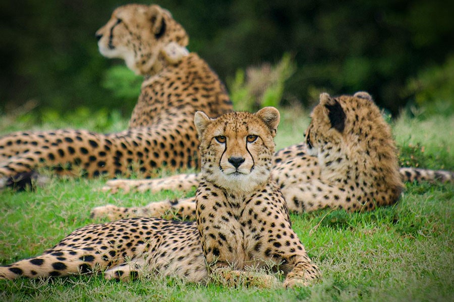 ZDF Launches New Groundbreaking Documentary Cheetah Fast and Wild